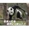 ￡黒龍白龍団￡