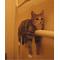 猫とゆかいなｶｲﾔ達