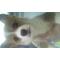 犬のしつけ、相談など