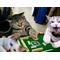 猫の集会場